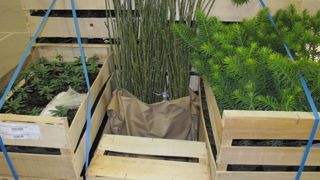 Le gouvernement britannique a mis en place un nouveau calendrier concernant entre autres les produits horticoles importés de l’Union européenne. ©P.Fayolle